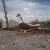 کفتر