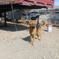 سگ گرگی نژاد ژرمن