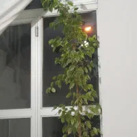 گل بنجامین بلند