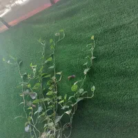 استخدام در رستوران