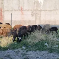 میش بره دار