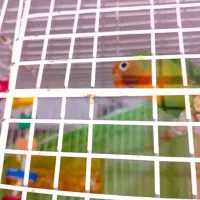 کوتوله مولد|پرنده|مشهد, طبرسی شمالی|دیوار