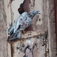 هفت رنگ خطی خرمایی اصیل جوان پرنده