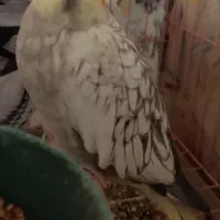 عروس هلندی|پرنده|قزوین, |دیوار