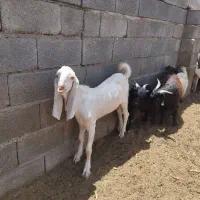 کهره چپش دورگ گلابی