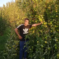 پسته پیوندی|خدمات باغبانی و درختکاری|شیراز, حومه شیراز|دیوار