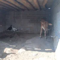 یک راس گاو و یک راس گوساله|حیوانات مزرعه|تخت, |دیوار