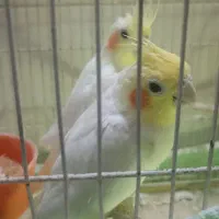 طوطی هلندی یک جفت تخم گذار