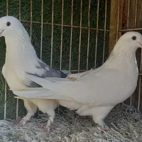 کبوتر پرشی نر و ماده