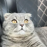 اسکاتیش بلو وسیلور|گربه|محمدشهر, محمدشهر|دیوار