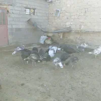 بوقلمون|حیوانات مزرعه|بجنورد, |دیوار