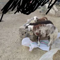 3عدد بره نر پای پروار بروجردی