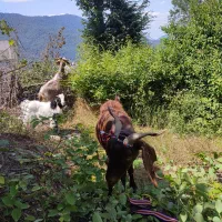 بز دورگ محلی|حیوانات مزرعه|آزادشهر, |دیوار