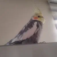 عروس هلندی گم شده