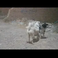 سگ کفتر لاری