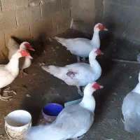 اردک هلندی ده عدد|پرنده|قائم‌شهر, |دیوار