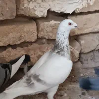 خطدارنر