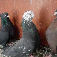 نوک قنار|پرنده|خزل, |دیوار