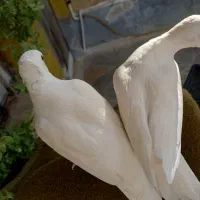 کبوتر خانگی|پرنده|دلیجان, |دیوار