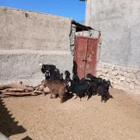 ۱۰ راس بزغاله