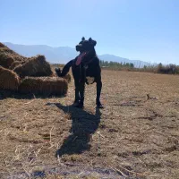 سرگ سرابی اصیل