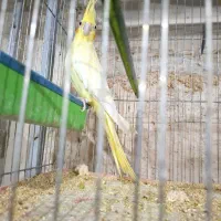 فروش عروس هلندی