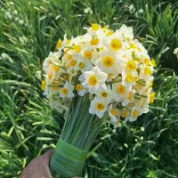 فروش پیاز گل نرگس شهلا|گل و گیاه طبیعی|شیراز, قلعه نو|دیوار