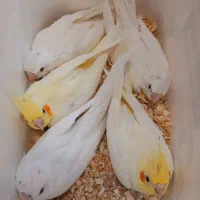 جوجه عروس هلندی