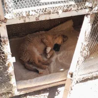 توله سگ پودل شیتزو|سگ|تفرش, |دیوار