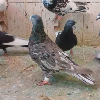 سرور هفت رنگ|پرنده|شیراز, شهرک مهدی‌آباد|دیوار
