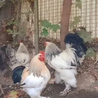 خروس اصیل برهما لایت