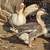 قوغاز افریقایی اردک روسی اسرائیلی نر جوان سنگین