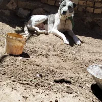 واگذاری سگ سرابی