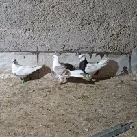 کفتر رنگی با پلاکی|پرنده|بندر ماهشهر, |دیوار