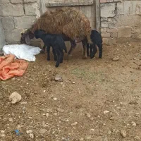 یک راس گوسفند زاییده دوقلو