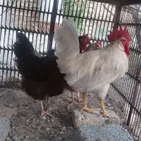 مرغ و خروس محلی