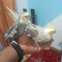 عروس هلندی