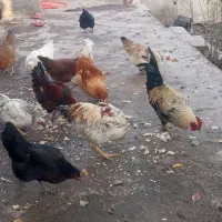 خروس محلی|حیوانات مزرعه|نیر (اردبیل), |دیوار