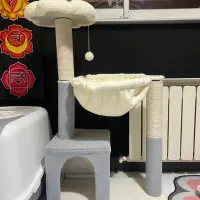 درخت گربه|لوازم جانبی حیوانات|رشت, کاکتوس|دیوار