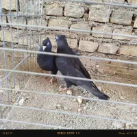 با سلام جفت زاغ ابادانی واکسی و طوقی