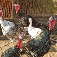 بوقلمون نر و ماده پارساله و امساله|حیوانات مزرعه|رودسر, |دیوار