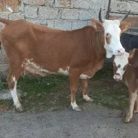 فروش گاو محلی
