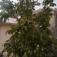 فروش باغ و خانه باغ. دارای نسق.|فروش خانه و ویلا|سیسخت, |دیوار