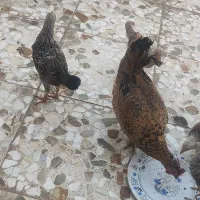 یک مرغ گلین با دو عدد نیمچه خروس