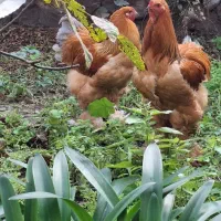 خروس امپراطور جوان|حیوانات مزرعه|رودبار, |دیوار