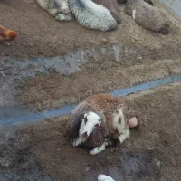 بره نر|حیوانات مزرعه|بروجرد, |دیوار