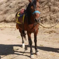 اسب کرد مخصوص سواری|اسب و تجهیزات اسبسواری|همدان, |دیوار