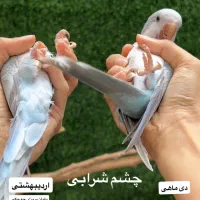 راهب ماده ۱۰ماهه|پرنده|تهران, افسریه جنوبی|دیوار