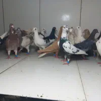 ماده پرشی سار و سوسکی