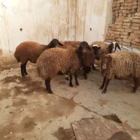 بره نر|حیوانات مزرعه|شاهیوند, |دیوار